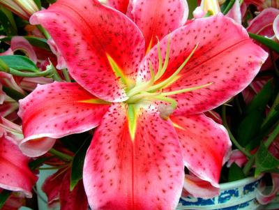 Stargazer