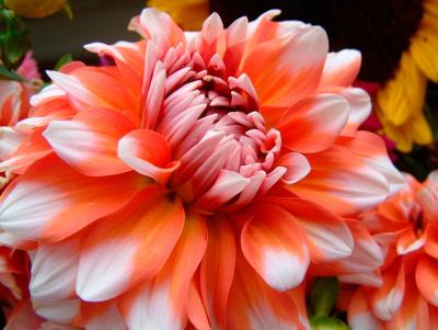 Chrysanthemum