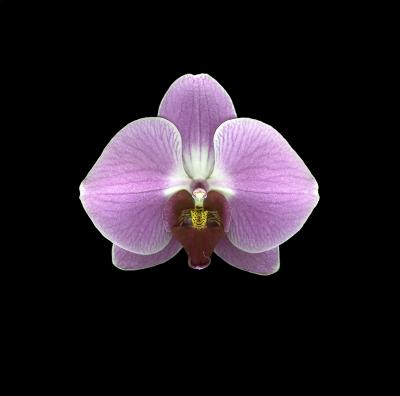 Orchid