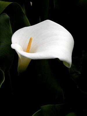 Arum lilly