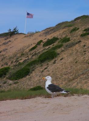 Pledging Allegiance