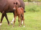 Foaling Season