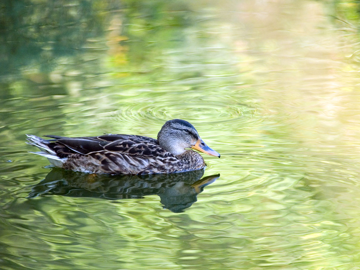 Hen Mallard 