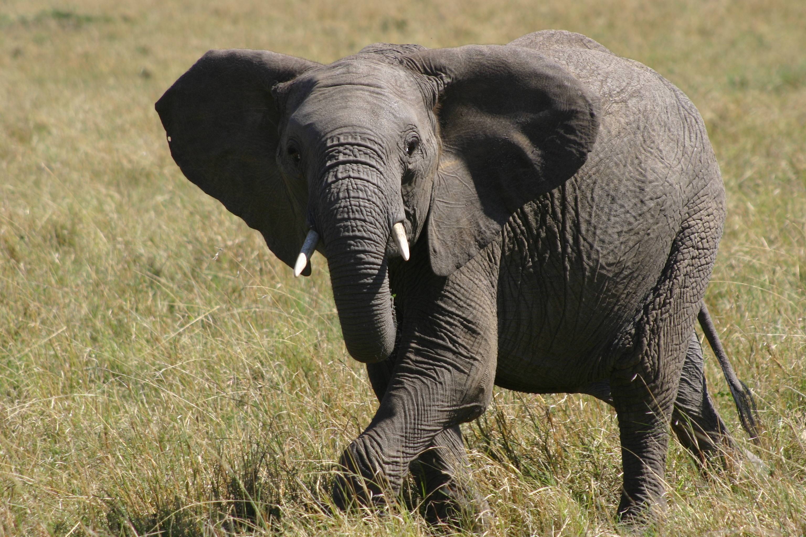 Young Elephant