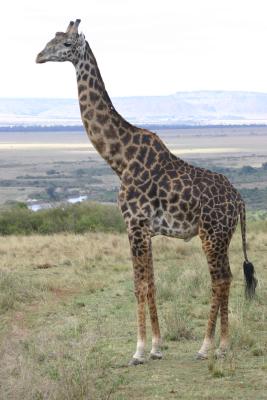 Giraffe
