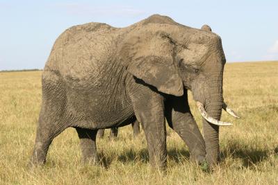 Elephant