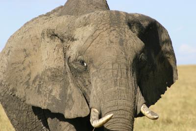 Elephant, closer