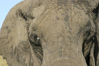 Behemoth close-up