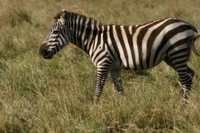 Zebra