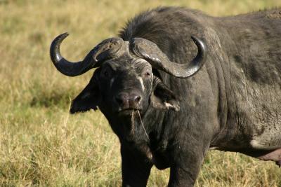 Buffalo