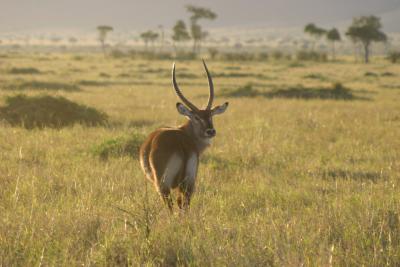Impala