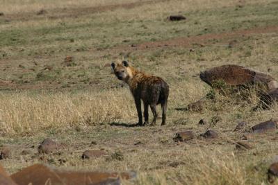 Hyena