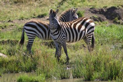 Two Zebras