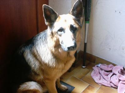 dog