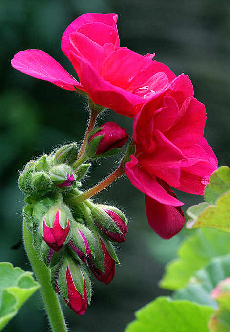Back to the Flowers!