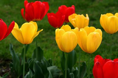 v3/78/537578/3/44779366.RYTulips2.jpg