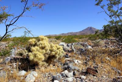 Nevada Landscape