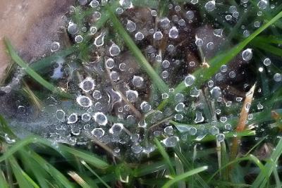 Early Morning Dew