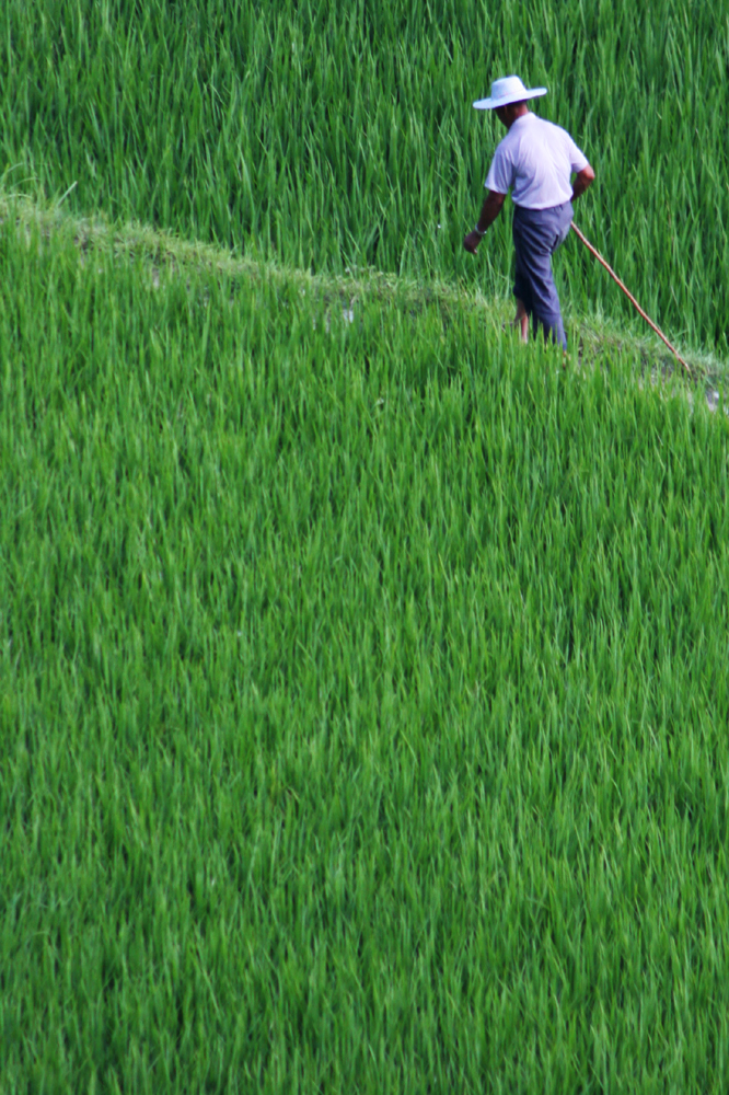 A Walk in The Fields