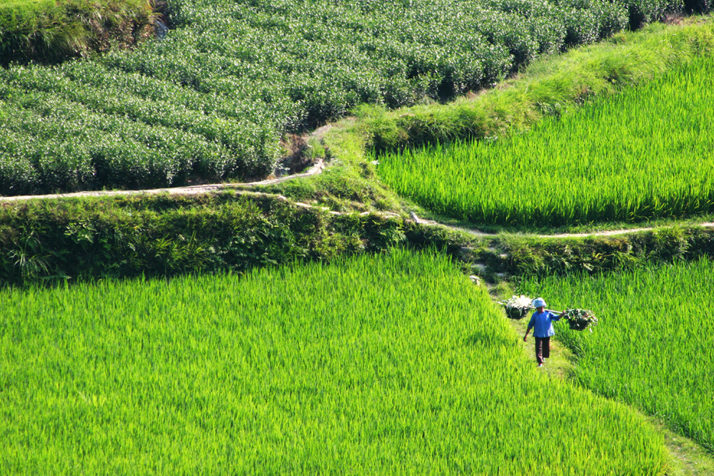 Harvest