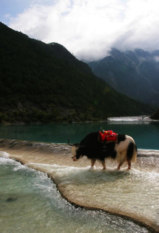 White Water Yak