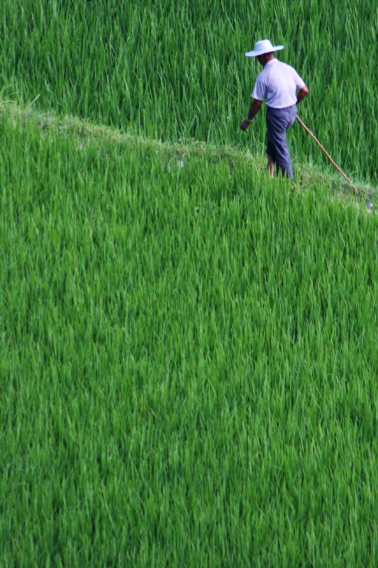 A Walk in The Fields
