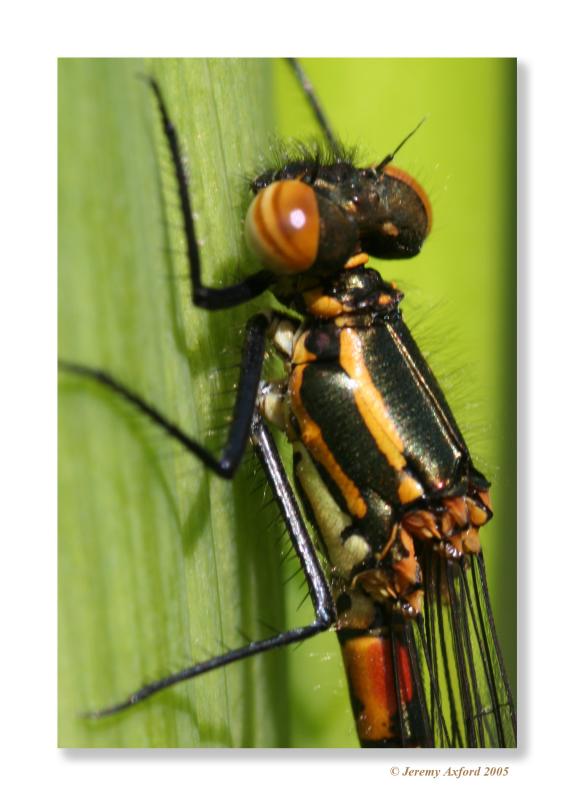 IMG_0406Dragonfly.jpg