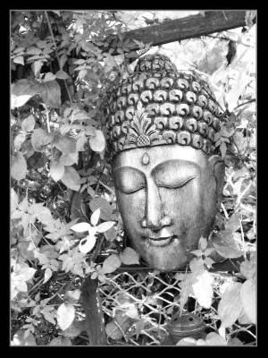 Budha