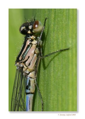 IMG_0400Dragonflyblue.jpg