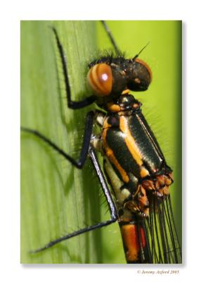 IMG_0406Dragonfly.jpg