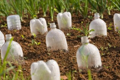 Bottle Plantation 07-JUN-2005