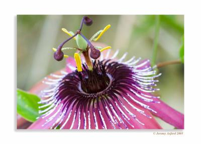 IMG_2286 Passion flower CloseUp