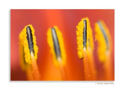 IMG_2017 CloseUp