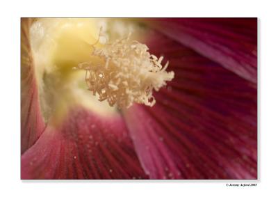 IMG_2726 CloseUp