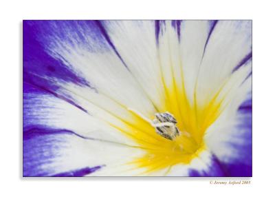 IMG_2790 CloseUp