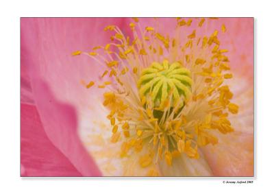 IMG_2796 CloseUp