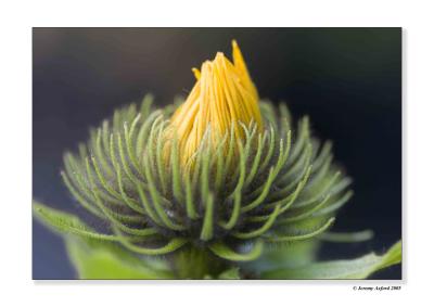 IMG_1396 CloseUp