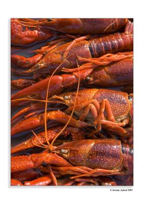 IMG_3082 Crayfish