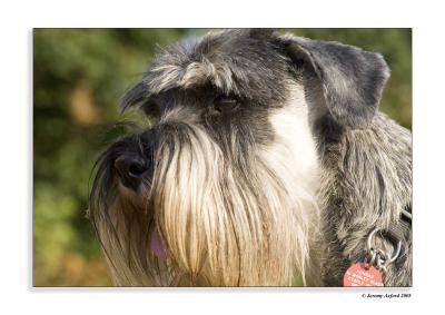 IMG_3629Schnauzer  Konrad