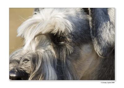 IMG_3588Schnauzer Heidi