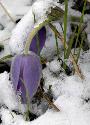 Withered under the weight of snow