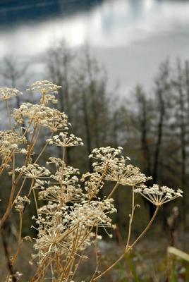 wild flowers