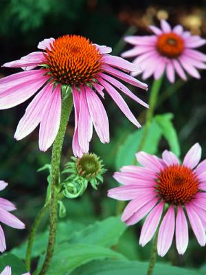 Purple Coneflowers