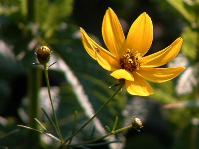 Coreopsis