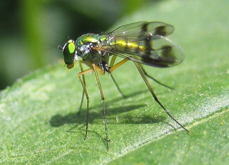 Long-Legged Fly