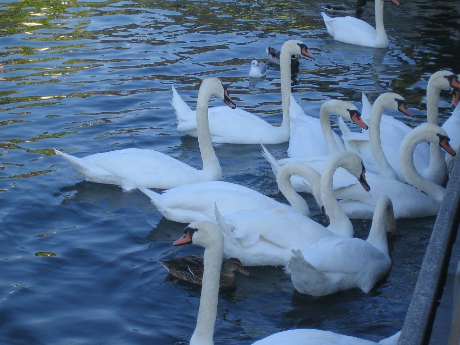 Swans on Rhone River
