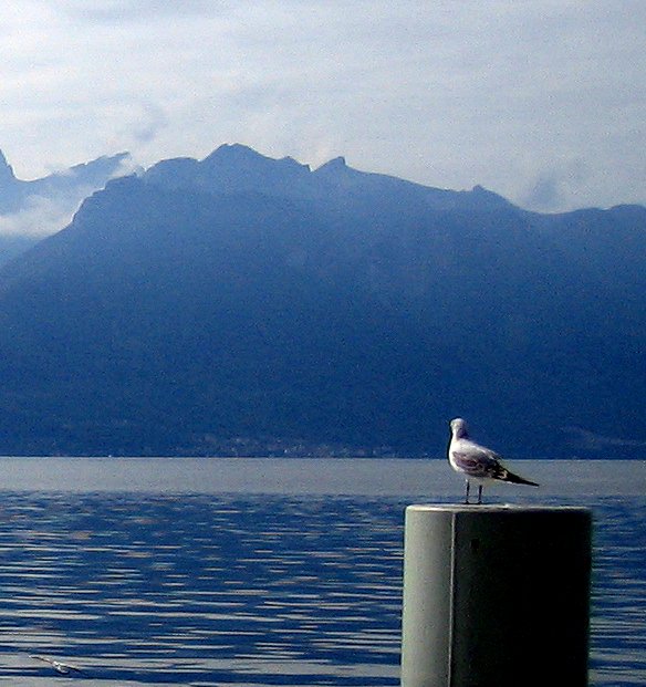 Contemplitive Gull