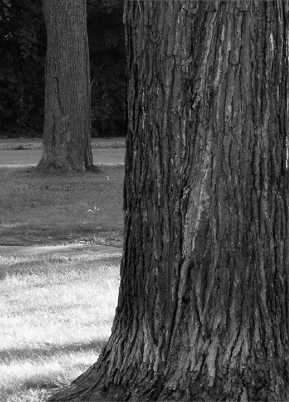 Two Trees