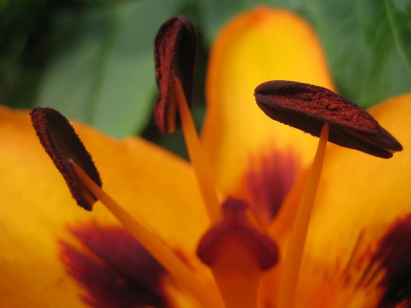 Orange Lily