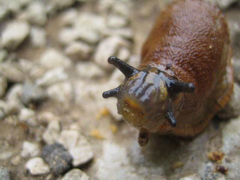 Curious Escargot